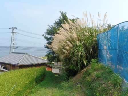 野島轟木7.jpg