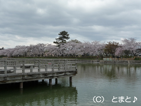 八条ヶ池と桜