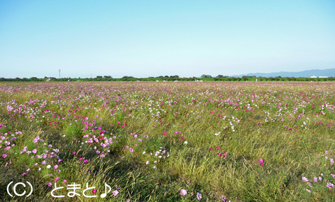 宮ノ下コスモス公苑