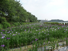 北潟湖畔花菖蒲園