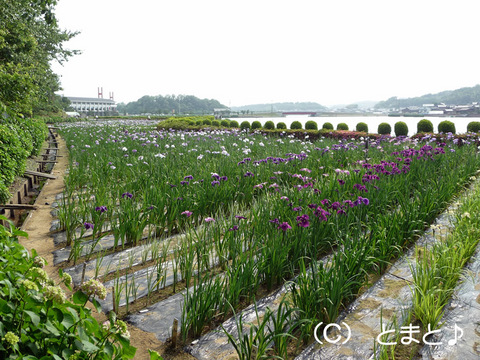 北潟湖畔花菖蒲園