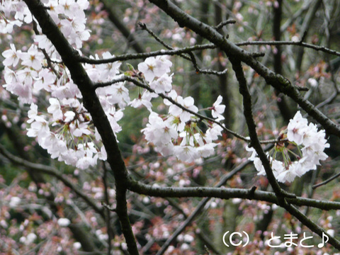 金ヶ崎城址の桜