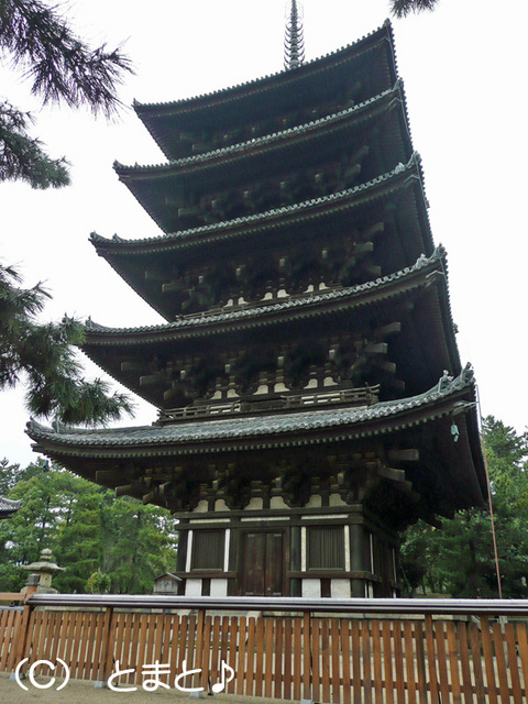国宝 興福寺 五重塔