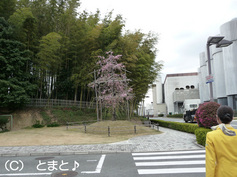 桜の木と竹林