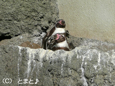 水族館 フンボルトペンギン