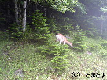 知床五湖近くに居た野生の鹿