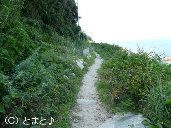 立石岬灯台への道１