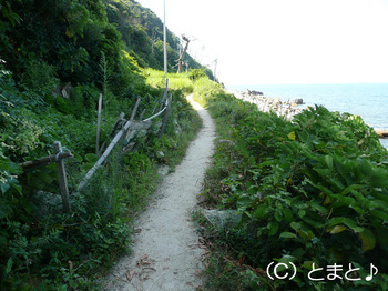 立石岬灯台への道２