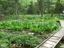 水芭蕉園