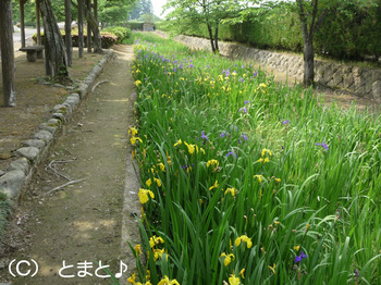 花菖蒲園