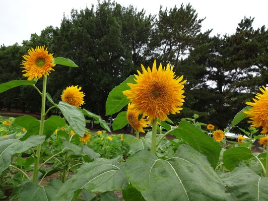 マティスのひまわり