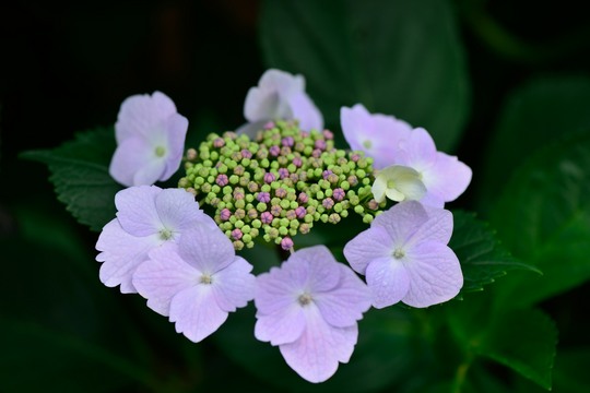 紫陽花