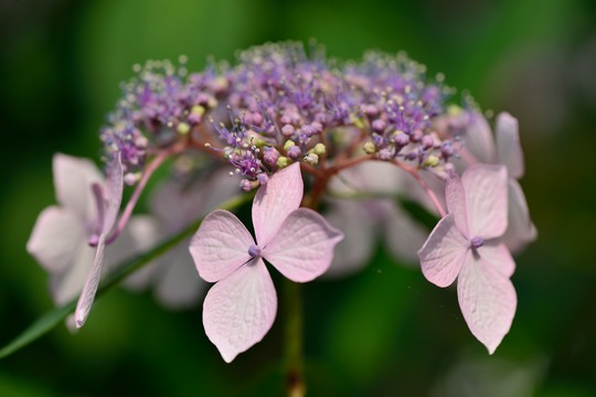 紫陽花