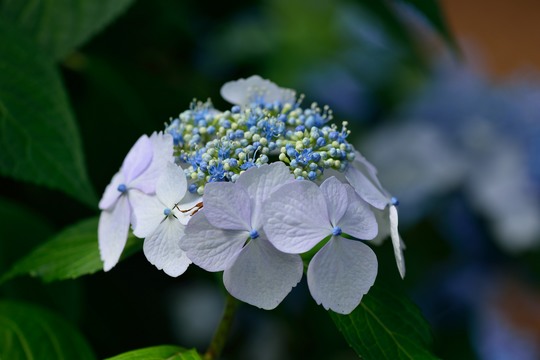 紫陽花