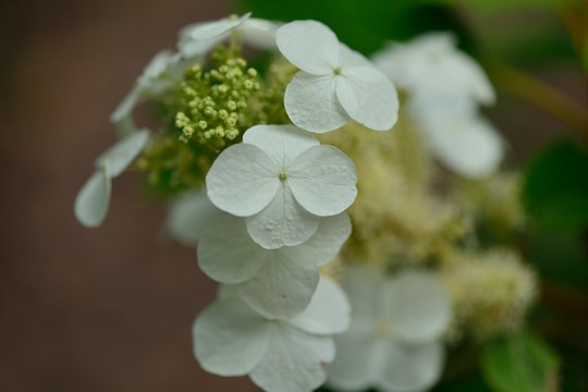 紫陽花