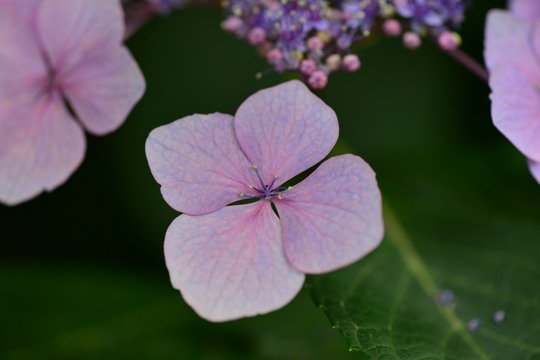 紫陽花