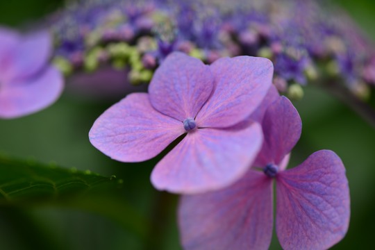 紫陽花