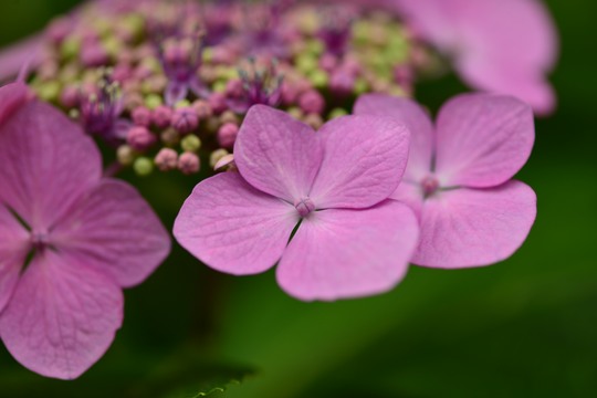 紫陽花