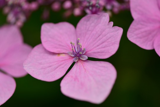 紫陽花