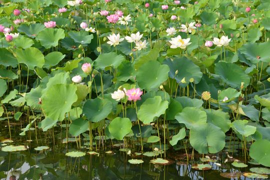 はす池