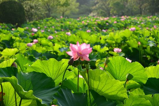 はす池