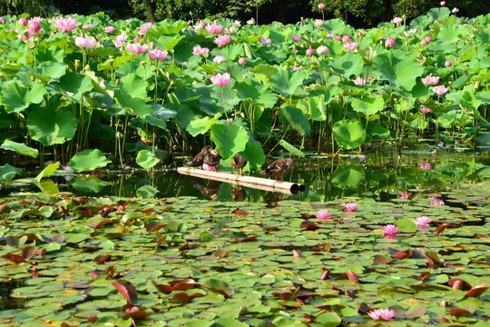 はす池