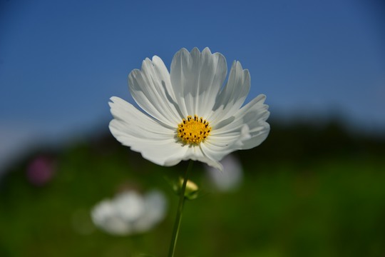 秋桜