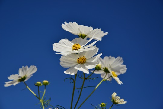 秋桜