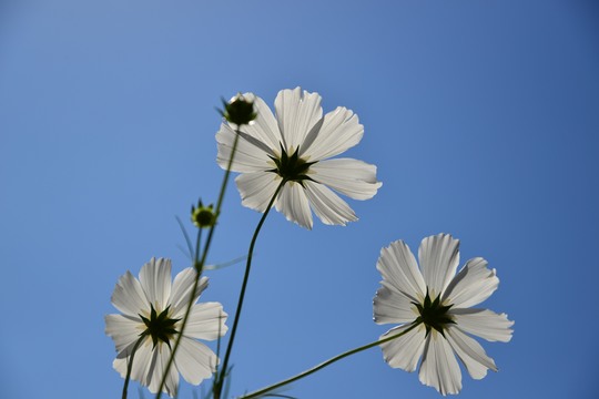 秋桜