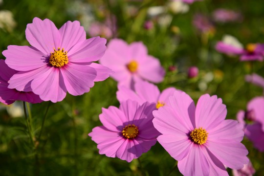 秋桜