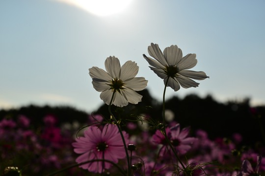 秋桜