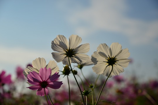 秋桜