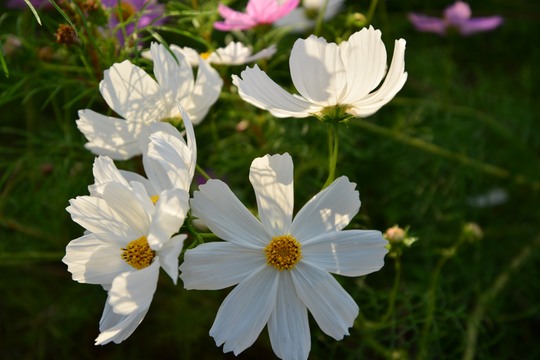 秋桜