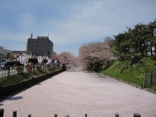 外濠に散る桜の花びら