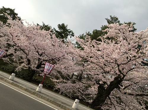 外濠の桜を車窓から2