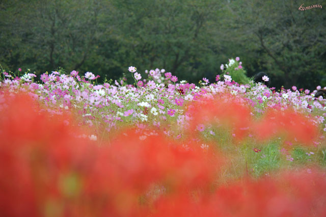 コスモスと曼珠沙華.jpg