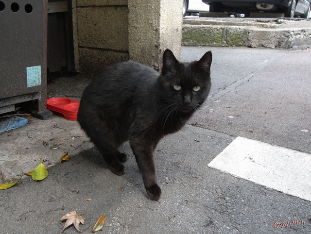 中野の黒猫さん.jpg