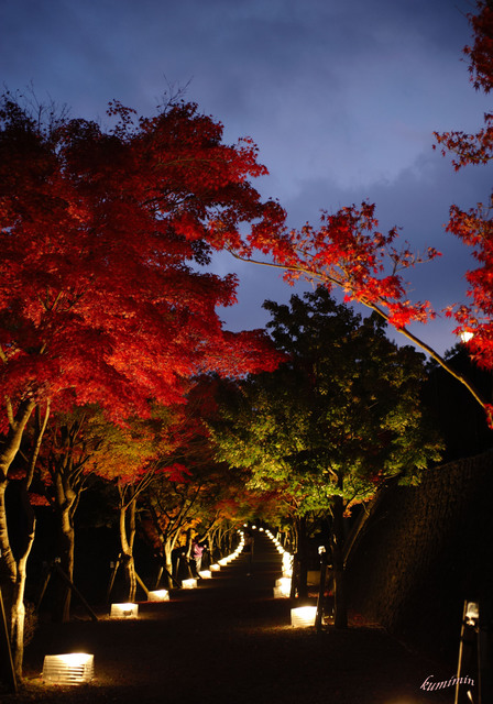 富士吉田紅葉3.jpg