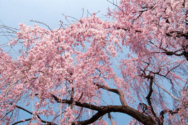 桜姫4.jpg