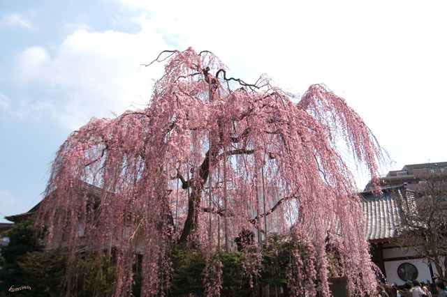 桜姫5.jpg