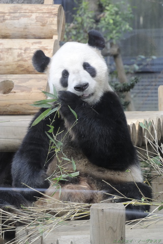 上野動物園010.jpg