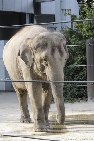 上野動物園023.jpg