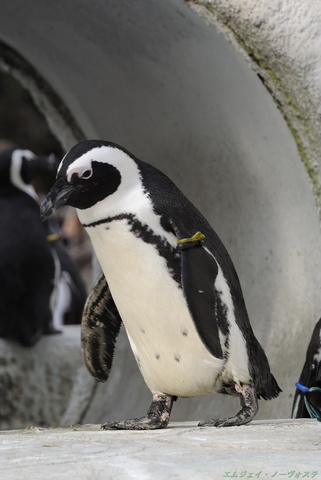 上野動物園054.jpg