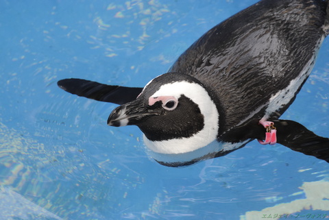 上野動物園065.jpg