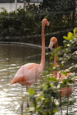 上野動物園069.jpg