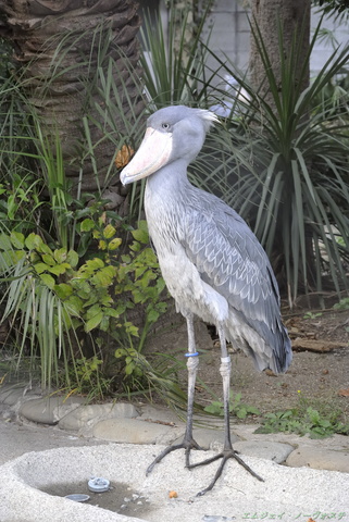 上野動物園070.jpg