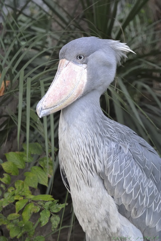 上野動物園071.jpg