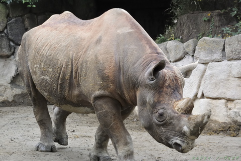 上野動物園079.jpg