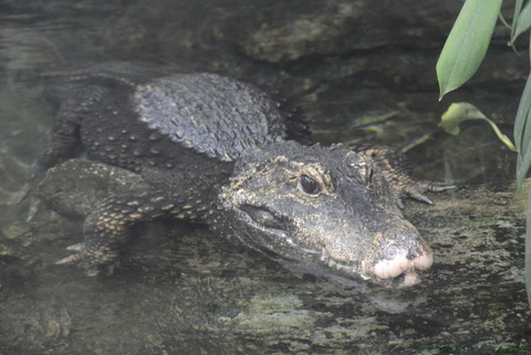 上野動物園081.jpg