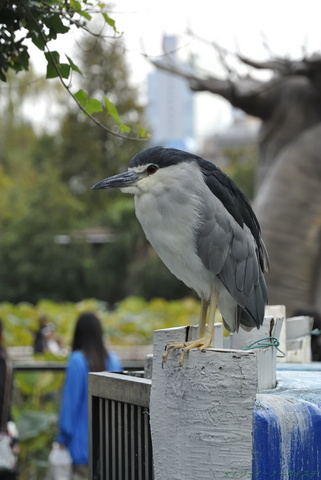 上野動物園086.jpg